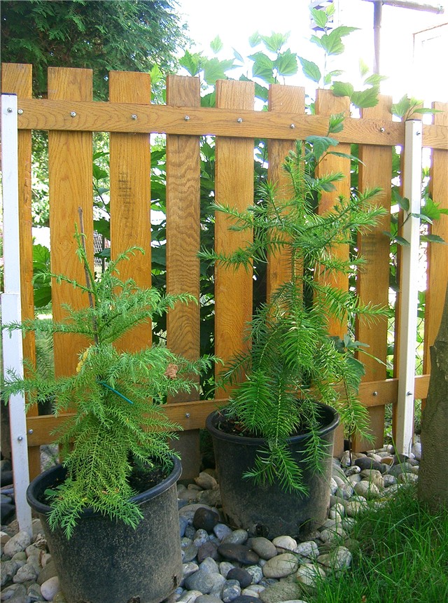 Cunninghamia lanceolata